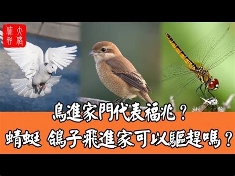 雀鳥飛入屋|自來雀風水秘訣：今日招財有妙方